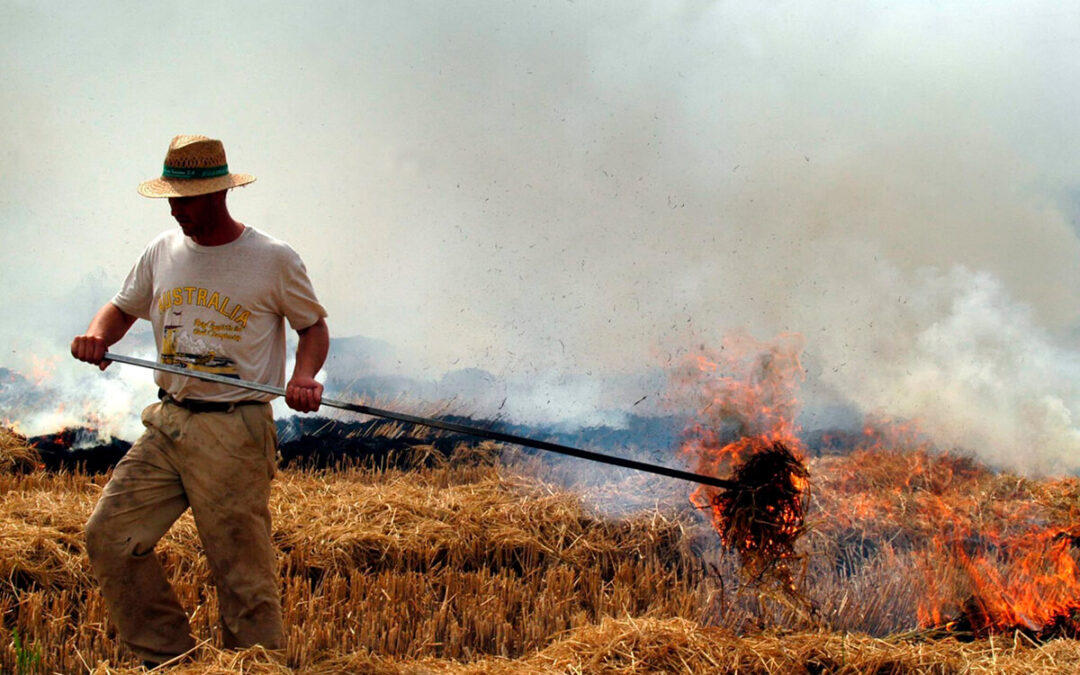 Autorizada la quema de paja de arroz a partir del 16 de septiembre pero siempre a menos de 500 metros de una zona forestal