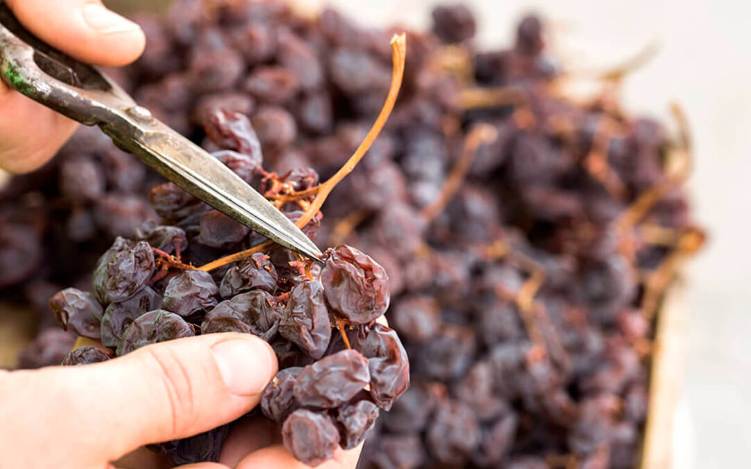Alertan de que las altas temperaturas podrían provocar pérdidas de hasta el 40% en la campaña de uva moscatel de la Axarquía