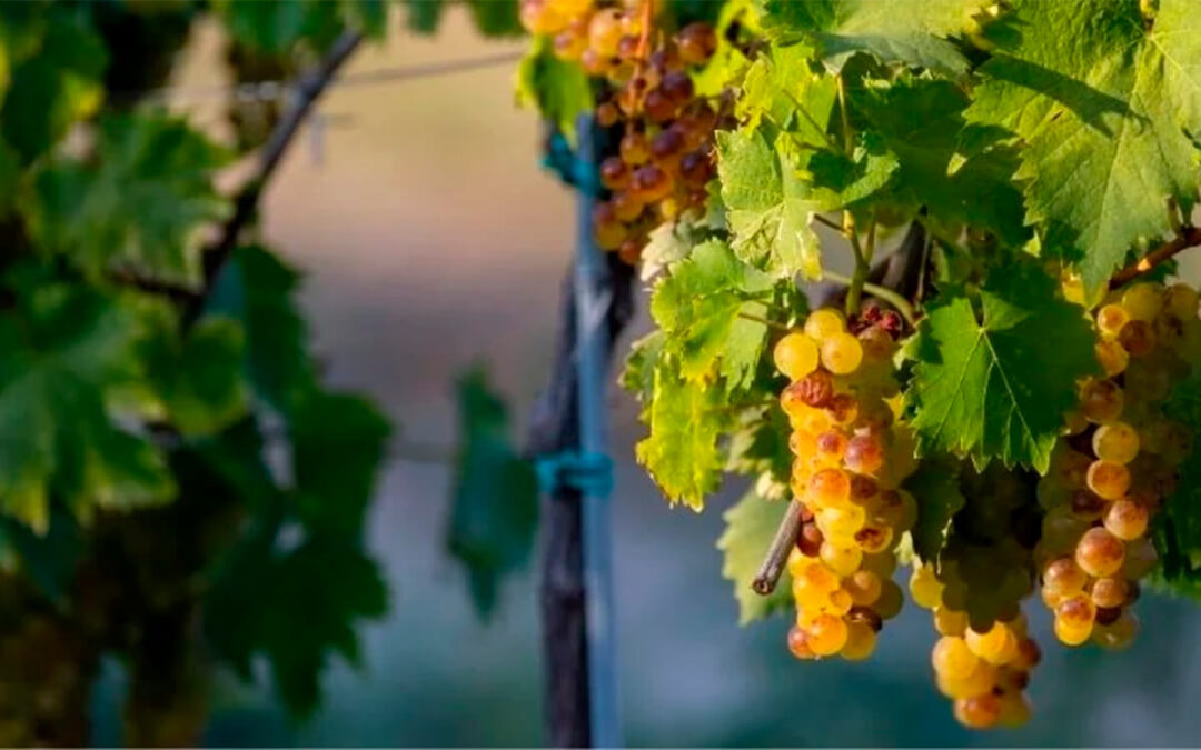 El calor provoca pérdidas del 45% en la producción de uva moscatel en la Axarquía y las bodegas no las recogen por el excedente que tienen