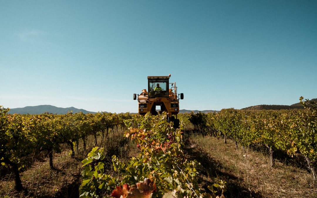 La vendimia más temprana de la D.O. Navarra augura grandes vinos y una producción superior a la de las últimas campañas