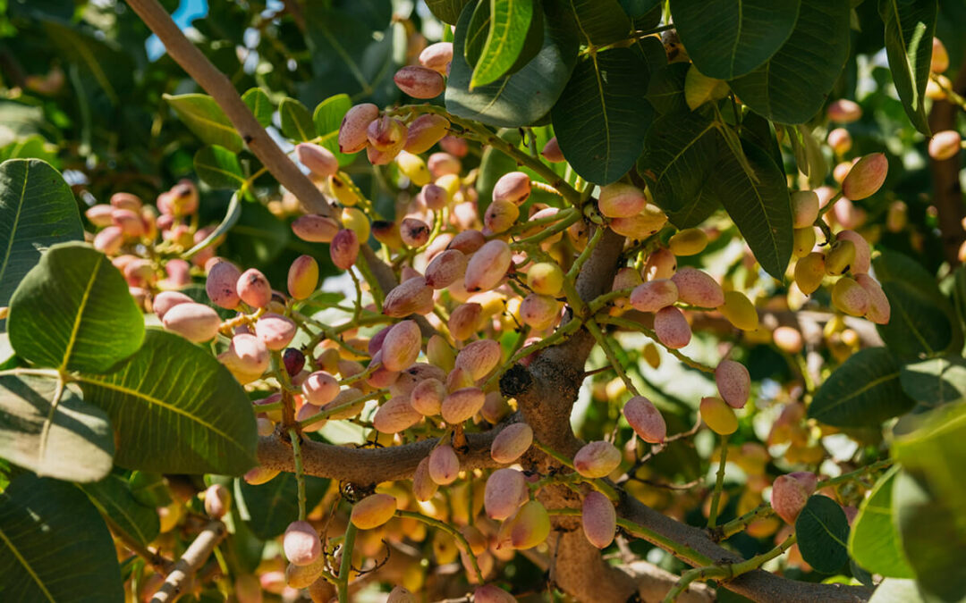 Anuncian una vigilancia activa de la campaña del pistacho para defender al productor ante posibles movimientos especulativos