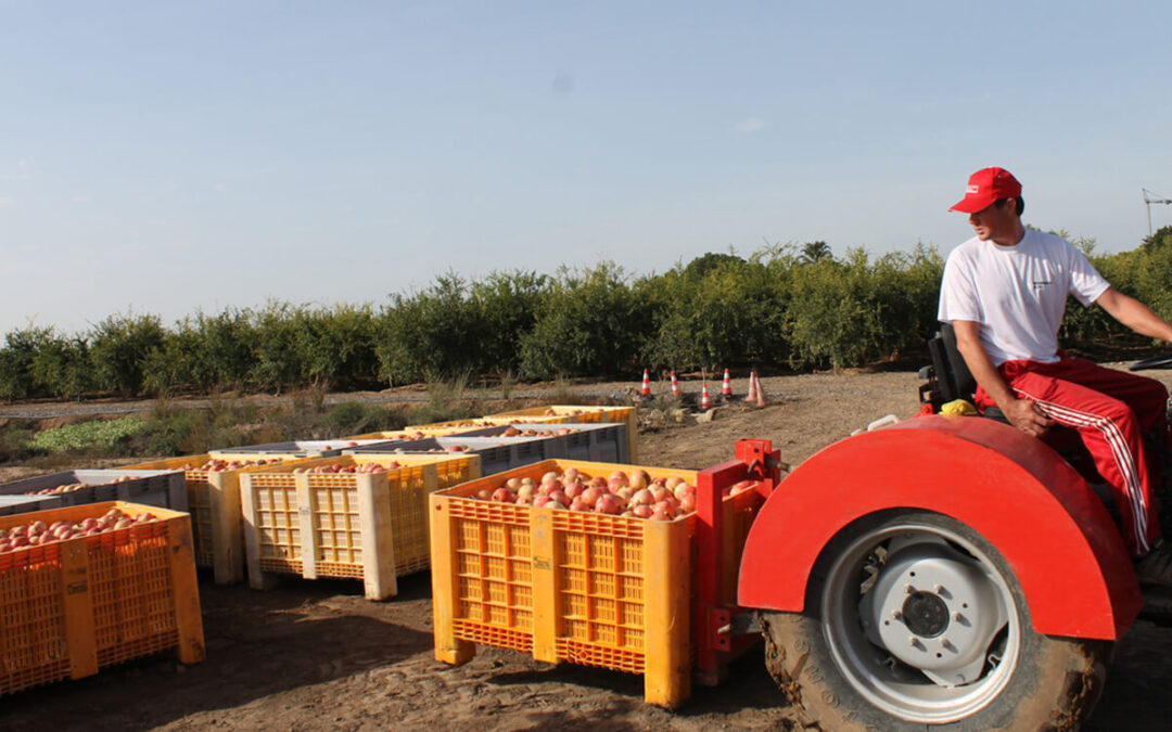 Los agricultores españoles prevén recolectar entre 40.000 y 50.000 toneladas de granada en esta campaña, similar a la de 2025