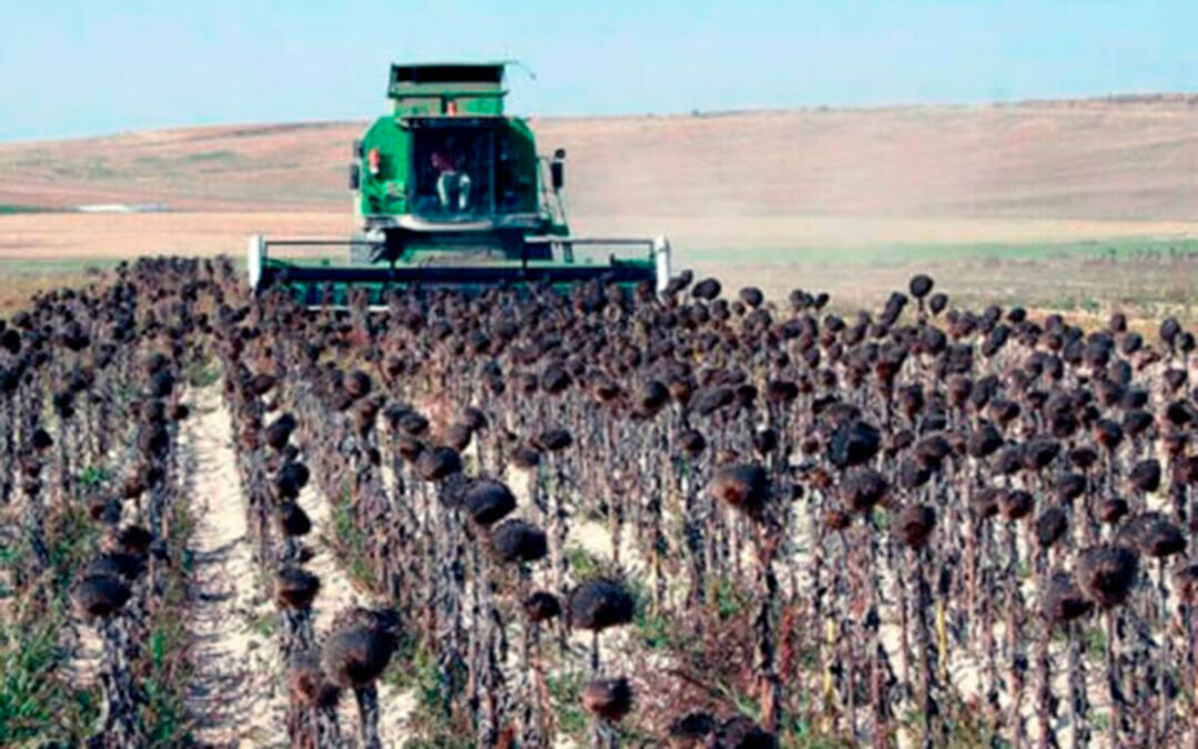 Plantean a la Junta de CyL flexibilizar la normativa para adelantar la siega del girasol ante las circunstancias climatológicas y de campaña