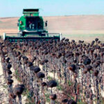 Plantean a la Junta de CyL flexibilizar la normativa para adelantar la siega del girasol ante las circunstancias climatológicas y de campaña