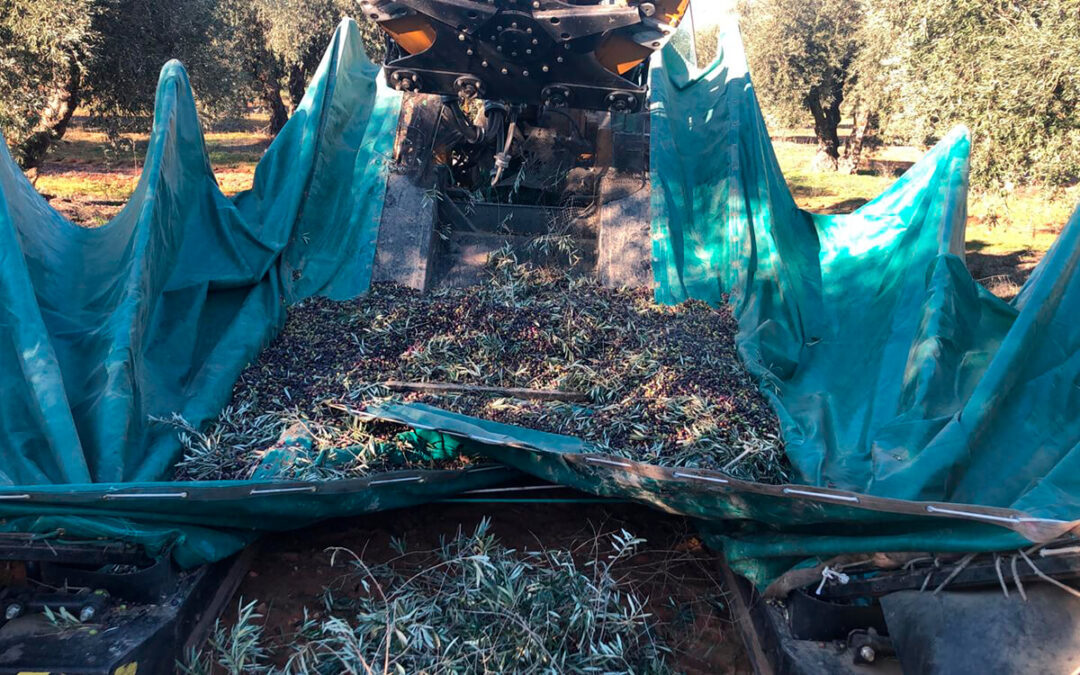 El Ministerio anuncia la publicación esta semana del aforo nacional de aceite de oliva y que llevará a la UE los bajos precios en toda Europa