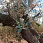 Advierten del impacto del calor en el olivar, que se aleja de las previsiones de cosecha sobre las que se negocia el precio