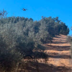 La DOP Priego de Córdoba refuerza el control de la mosca del olivo y ensayará tratamientos con drones para proteger la calidad de sus aceites