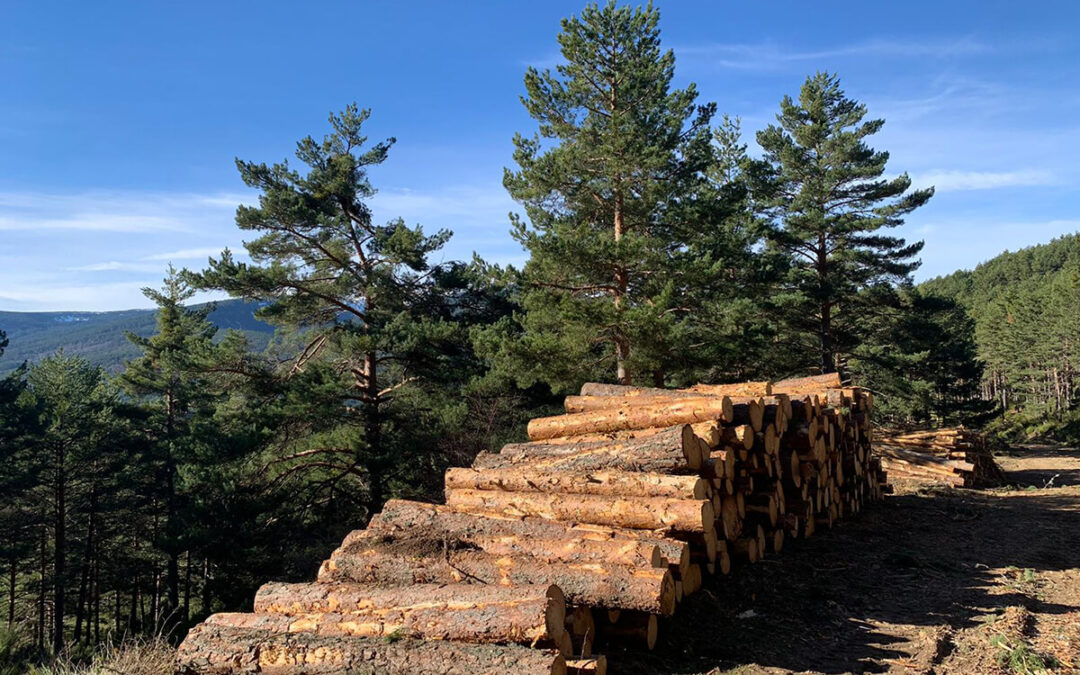 CABIDA, la plataforma de subastas de créditos de carbono forestal impulsada por la Fundación Cesefor cerrará su primera subasta el día 29