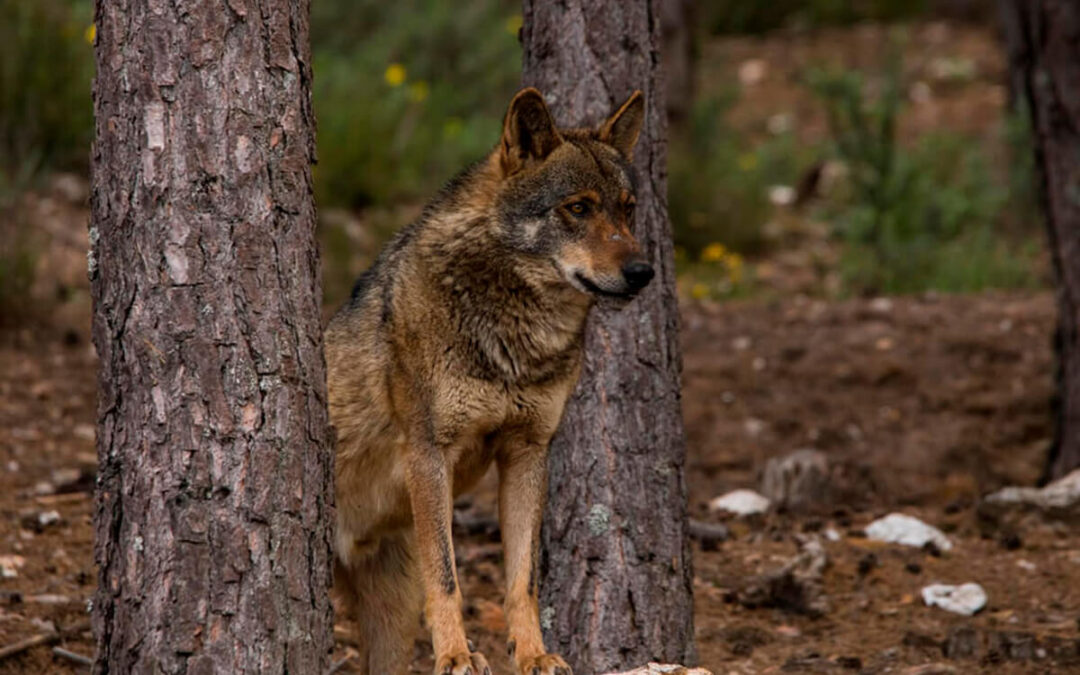 Los datos oficiales engañan: denuncian que las estadísticas no reflejan el daño real del lobo en las explotaciones ganaderas