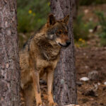 Los datos oficiales engañan: denuncian que las estadísticas no reflejan el daño real del lobo en las explotaciones ganaderas