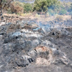 Proponen ampliar el ámbito de las ayudas a los incendios y calcularlas conforme al daño real que haya provocado en las explotaciones