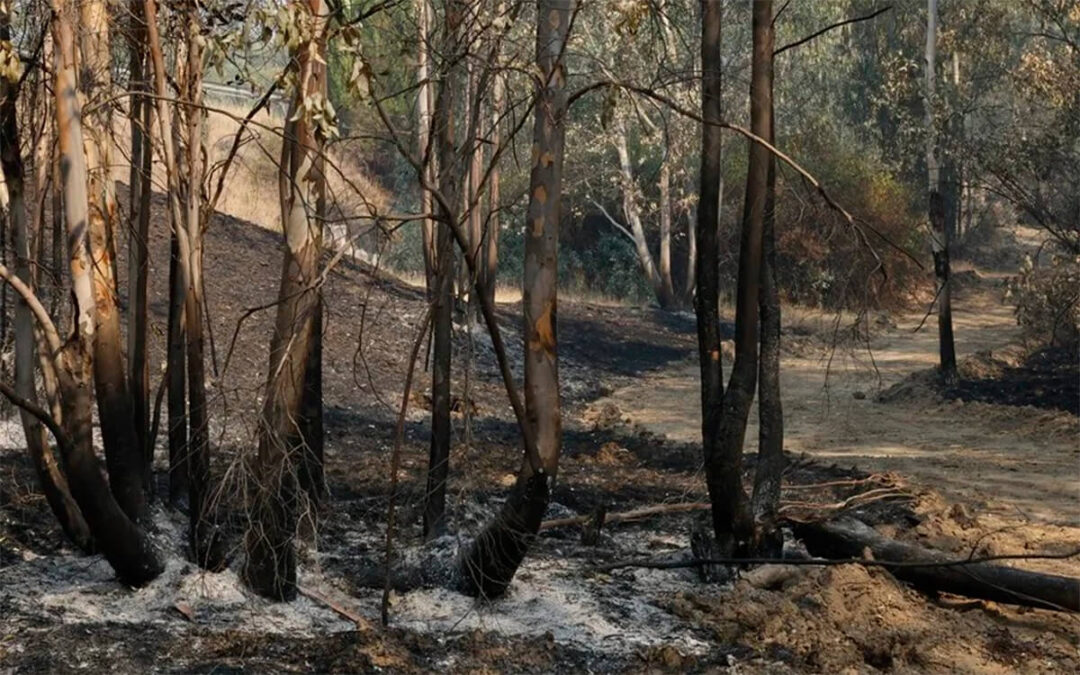 Piden declarar Aznalcóllar zona catastrófica por los daños del incendio de Niebla en explotaciones ganaderas y apícolas
