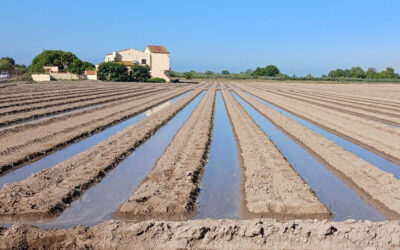 El IRTA pone a debate el uso del agua regenerada en la agricultura, la ganadería y la industria agroalimentaria