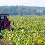 Extremadura se suma a las CCAA que adelantarán las ayudas de la PAC y ordena el pago anticipado de 220 millones a agricultores y ganaderos