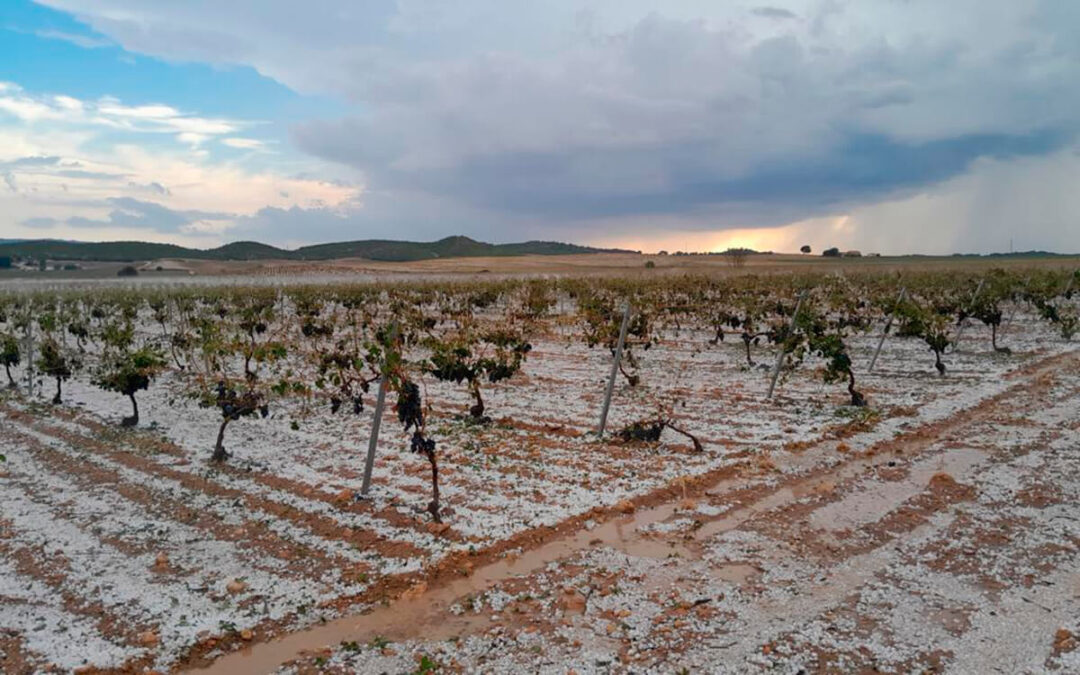 Agroseguro inicia el pago de indemnizaciones en el seguro de uva de vino con casi un mes de adelanto respecto a los últimos años