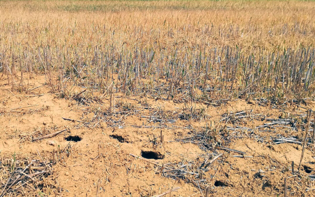 Castilla y León flexibiliza los eco-regímenes de la PAC para facilitar las labores de control de la plaga del topillo campesino