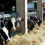 Llega la hora de renovar contratos e instan a los ganaderos de leche a forzar una revisión al alza en los contratos para cubrir costes