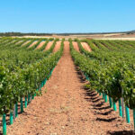 Advierten de que muchos viticultores de CLM se quedarán fuera de las ayudas a la reestructuración de viñedo salvo que se amplíe el presupuesto