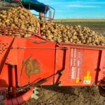 La producción de patata descenderá hasta un 10% en España debido a la sequía y se quedará en 1,8 millones de kilos, según Asonal