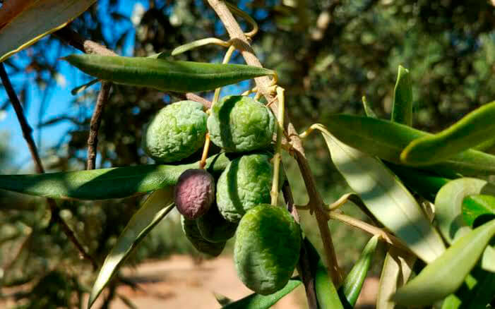 Matices a un aforo muy optimista: estiman que la próxima ola de calor podría reducir un 15% la cosecha final de aceituna de mesa