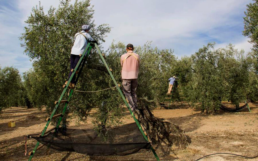 Advierten de que la caída del precio del aceite amenaza la rentabilidad del olivar antes incluso de comenzar la recolección