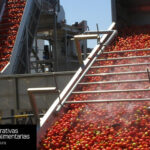 Cooperativas Agro-alimentarias Extremadura recomendará a sus agricultores no sembrar tomate en 2027 si el precio no cubre los costes