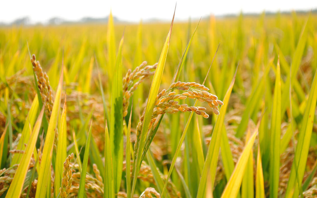 Reclaman en Bruselas que se reconozca la perturbación de mercado en el sector del arroz tras caer el precio en torno a un 40% por la importación