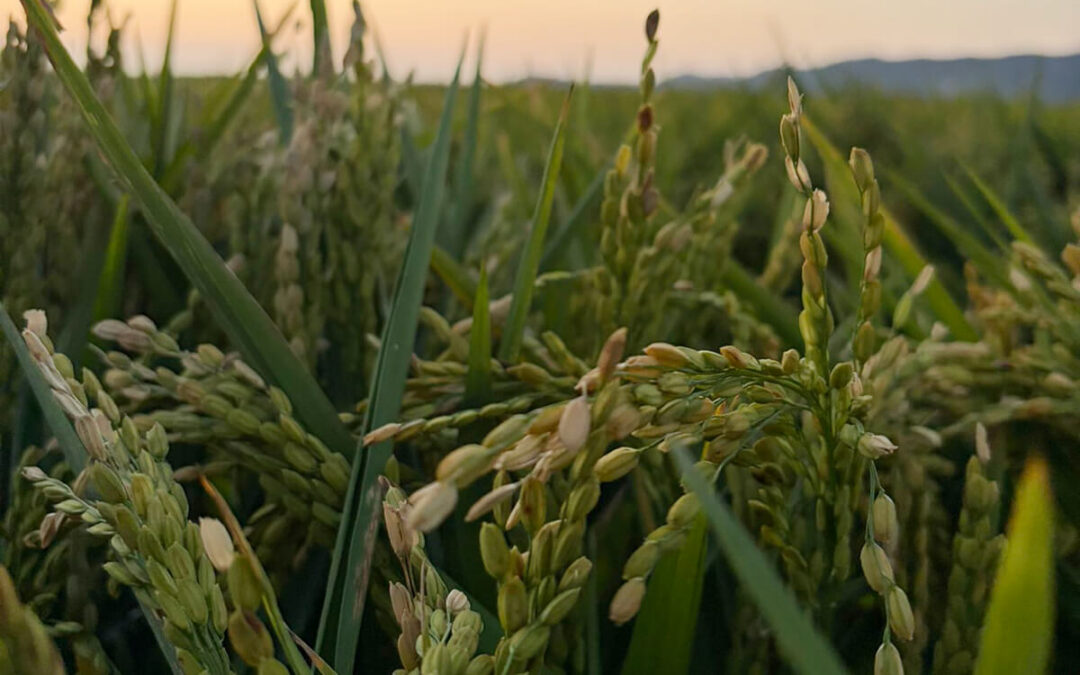Denuncian que los arroceros valencianos afrontan un precio inferior en un 35% a los actuales costes de producción mientras sube la importación
