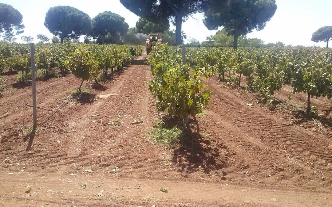 Confirman una producción de uva muy por debajo de las expectativas con una subida del precio del vino en el mercado que se traslade al viticultor