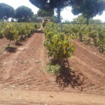 Confirman una producción de uva muy por debajo de las expectativas con una subida del precio del vino en el mercado que se traslade al viticultor