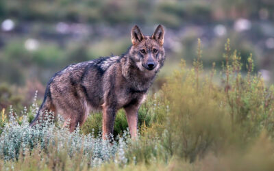 Iunion Hotels impulsa un proyecto para proteger al lobo ibérico para coexistir y preservar la ganadería extensiva