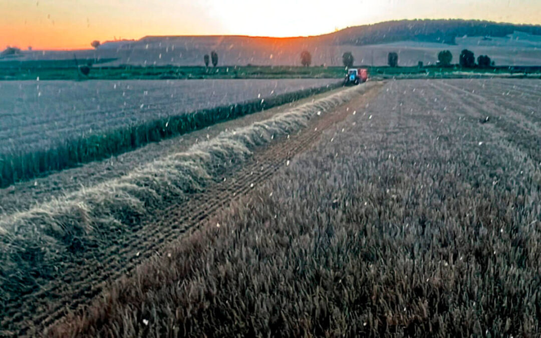 Continúa la fuerte retención de cereal nacional con cotizaciones de trigo y cebada repitiendo mientras el sector se reúne ante la incertidumbre