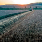 Continúa la fuerte retención de cereal nacional con cotizaciones de trigo y cebada repitiendo mientras el sector se reúne ante la incertidumbre