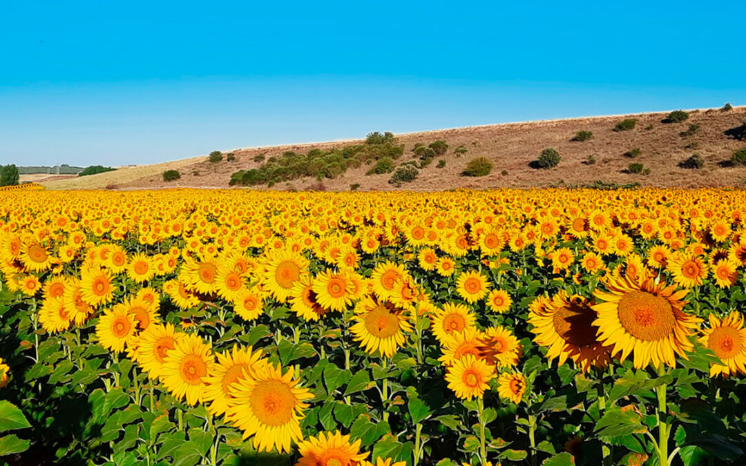 Repite el cereal, no se logra un acuerdo para la cotización del girasol y arranca la alubia pinta un 10% por debajo que en 2025 en la lonja de León