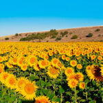 Repite el cereal, no se logra un acuerdo para la cotización del girasol y arranca la alubia pinta un 10% por debajo que en 2025 en la lonja de León