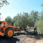 Andalucía no espera y estima un aforo del olivar para la campaña 2026/27 con una producción de 1.261.200 toneladas de aceite de oliva