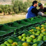 ASAJA Murcia exige a Ailimpo una rectificación por sus graves acusaciones sobre las previsiones de la cosecha de limón