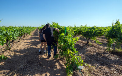 Bodegas Cuatro Rayas impulsa una investigación cofinanciada por la UE para avanzar hacia una viticultura más sostenible