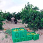 Denuncian que la industria presiona al agricultor con precios a la baja de 10 céntimos el kilo pese a la gran demanda de zumo de limón