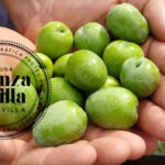 La UE publica la solicitud de inscripción de la indicación Aceituna Manzanilla de Sevilla, que abarcará solo a toda la provincia
