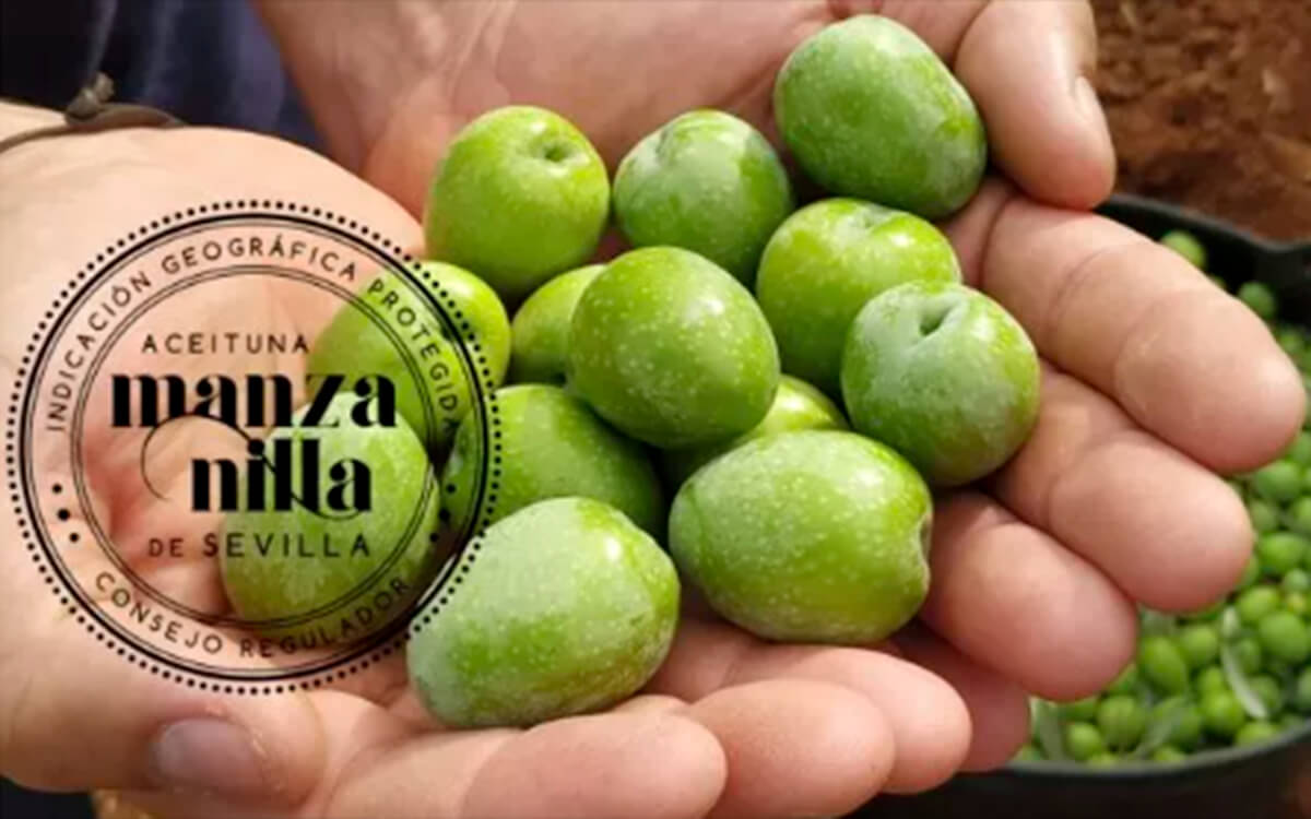 La UE publica la solicitud de inscripción de la indicación Aceituna Manzanilla de Sevilla, que abarcará solo a toda la provincia