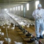 Europa abre la puerta a que regresen las importaciones de carne bovina de Brasil tras  permitir el retorno en breve de su carne de ave y miel