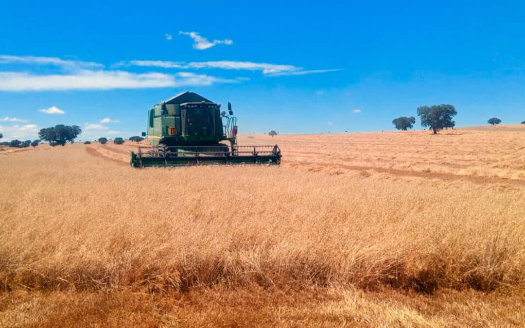 El cereal frena su escalada de precios tras las bajadas de los mercados internacionales y las lonjas empiezan a repetir cotizaciones