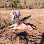 Denuncian la contradicción del Gobierno en la gestión del lobo mientras los ganaderos sufren muertes a plena luz del día: cinco ataques en doce días