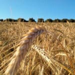 Climsostrigo identifica las variedades de trigo blando que mejor sostienen la cosecha con menos nitrógeno y sin fungicida