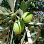 Instan a los agricultores a denunciar los precios de la aceituna hojiblanca de verdeo por situarse por debajo de los costes