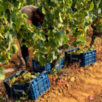 La vendimia del Condado de Huelva cerrará con cerca de 18,5 millones de kilos y destaca la excelente sanidad y calidad de la uva