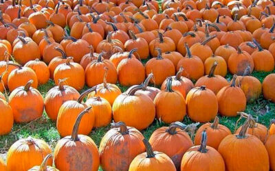 Una tradición foránea con buena repercusión nacional: Halloween dispara las ventas de calabaza que crecen un 16% en un año