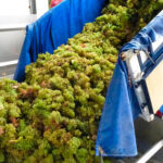 Piden a la Junta de Castilla y León que investiguen de oficio a bodegas que compren uva a precios por debajo de los costes de producción