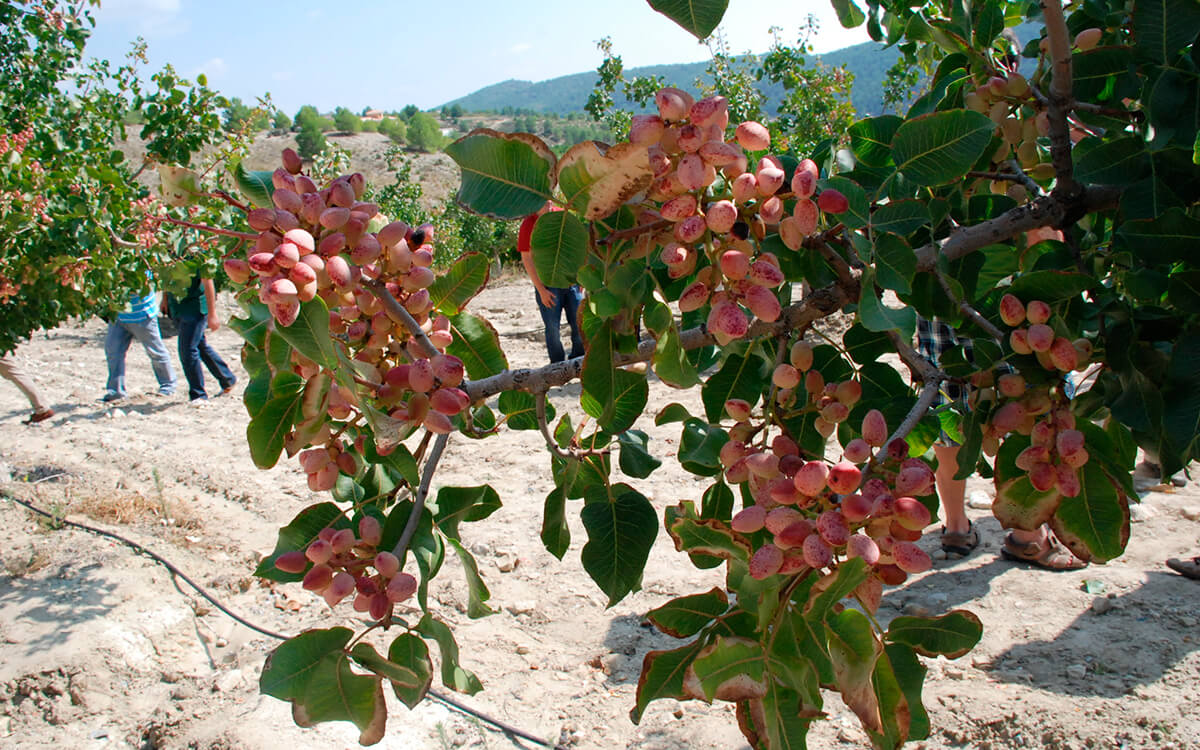 Especialistas de EEUU y España debatirán cómo producir más pistacho con menos agua, dentro de las jornadas del World Pistachio Congress
